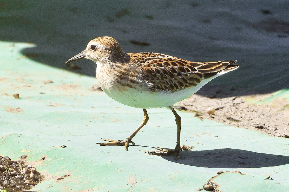 Least Sandpiper - ML480574431