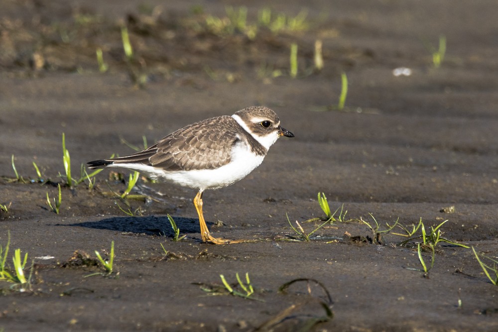 Semipalmated Plover - ML480574791