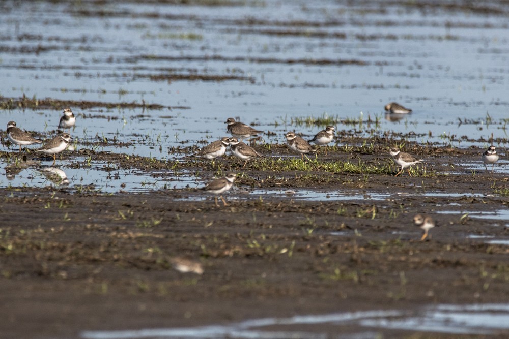 Semipalmated Plover - ML480574801