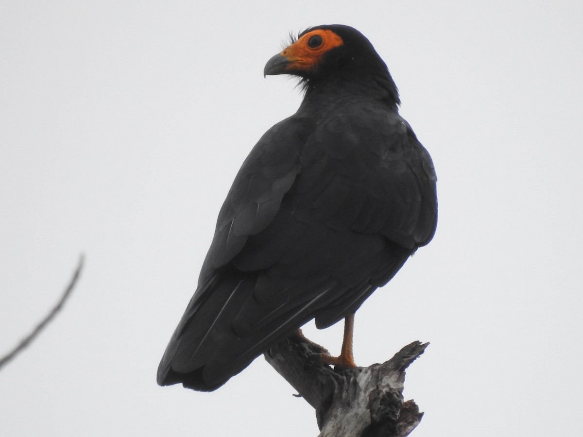 Black Caracara - Jhon Velasquez