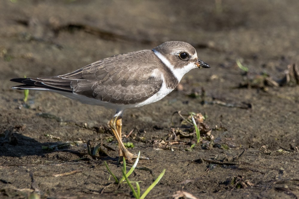 Semipalmated Plover - ML480574941