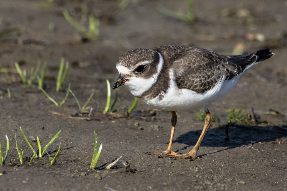 Semipalmated Plover - ML480574981