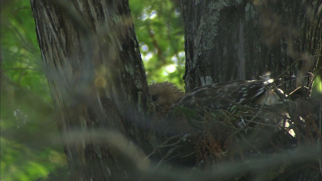 Red-shouldered Hawk - ML480575