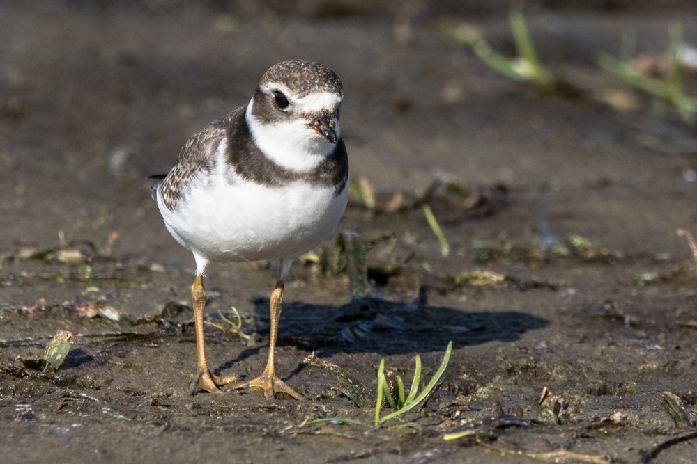 Semipalmated Plover - ML480575011