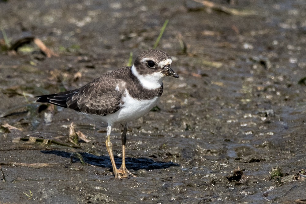 Semipalmated Plover - ML480575061