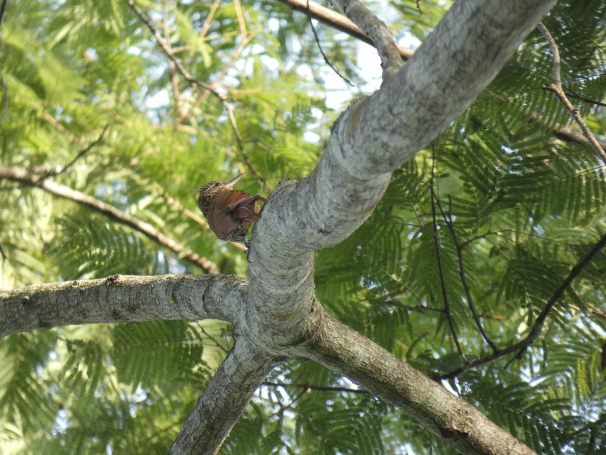 Streak-headed Woodcreeper - ML480577201