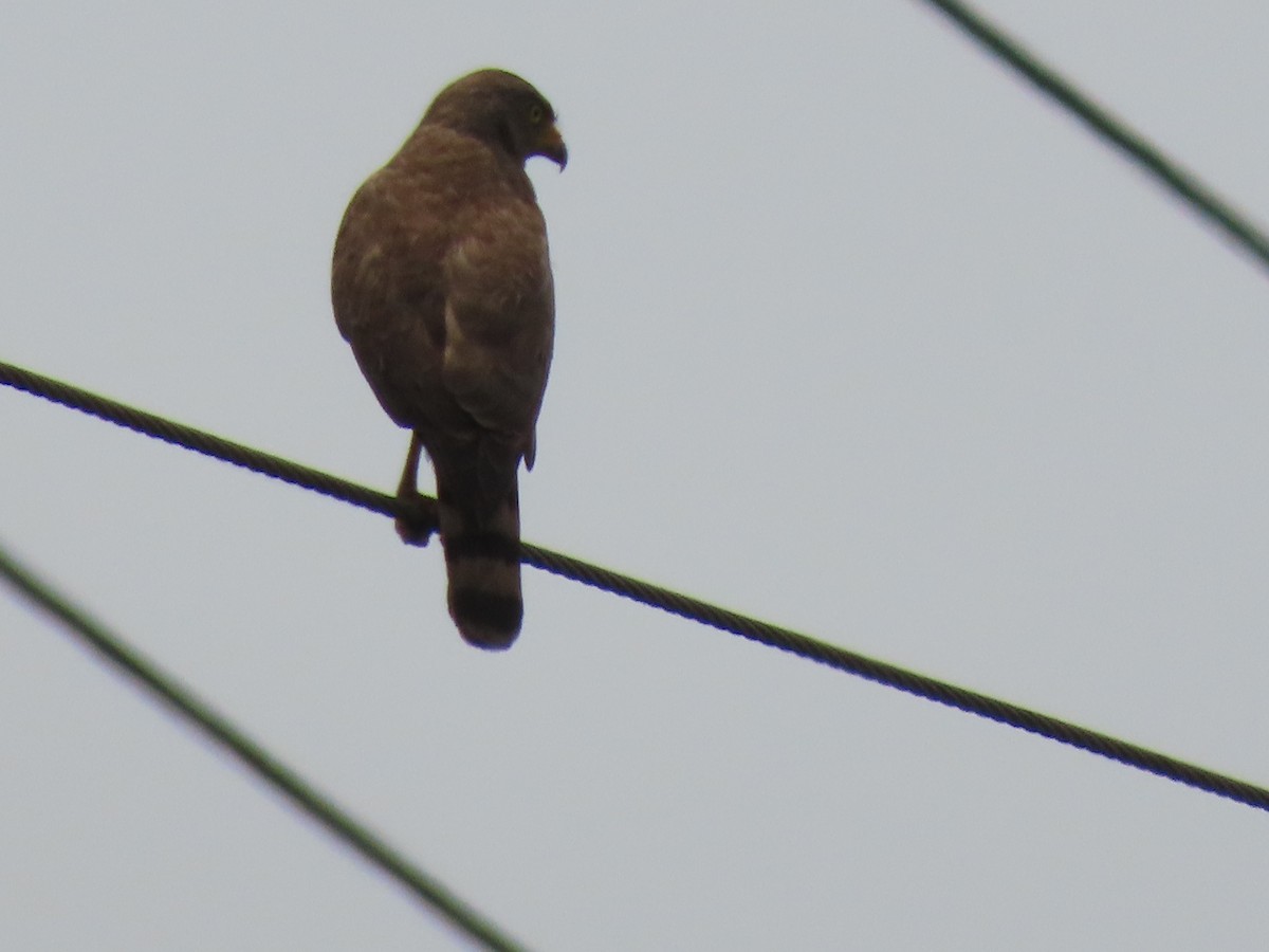 Roadside Hawk - ML480578731