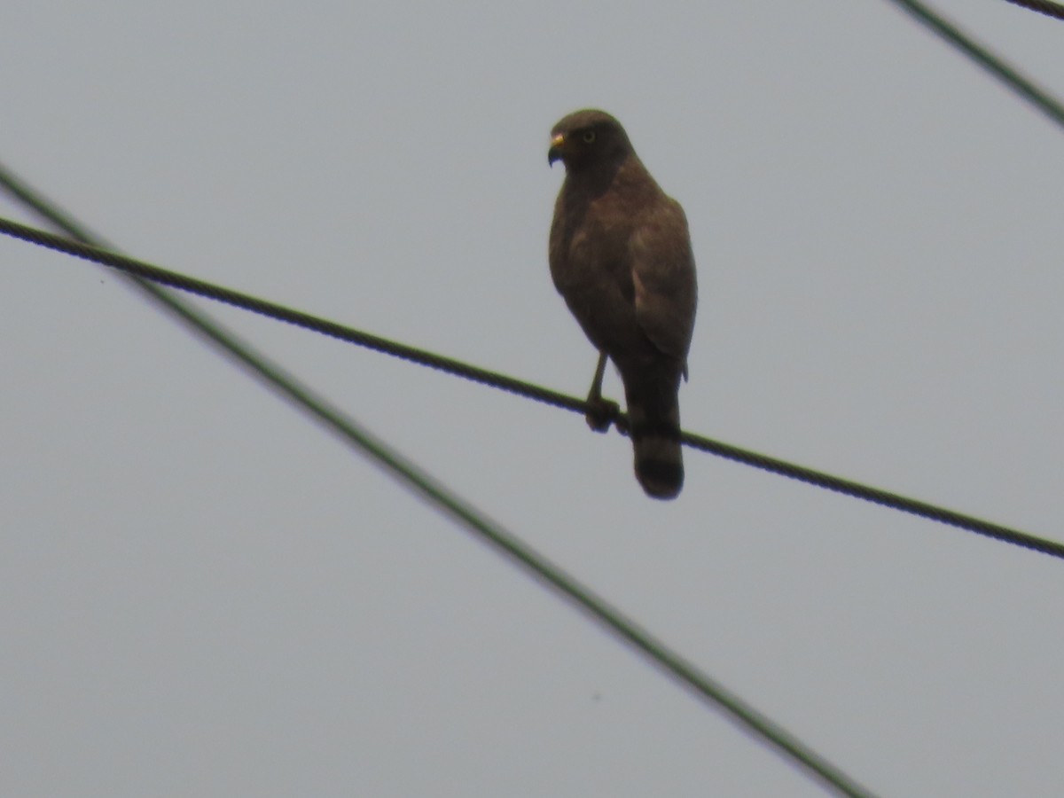 Roadside Hawk - ML480578761