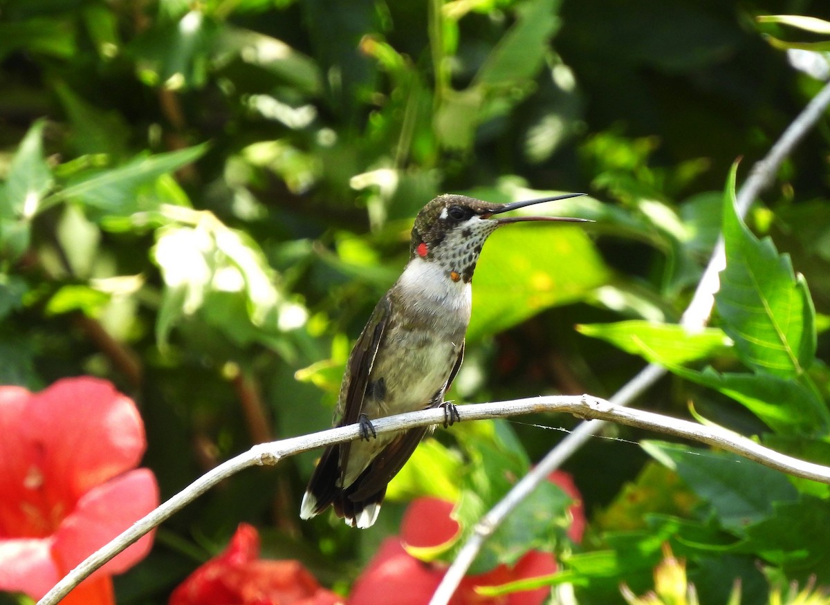 Ruby-throated Hummingbird - ML480579181