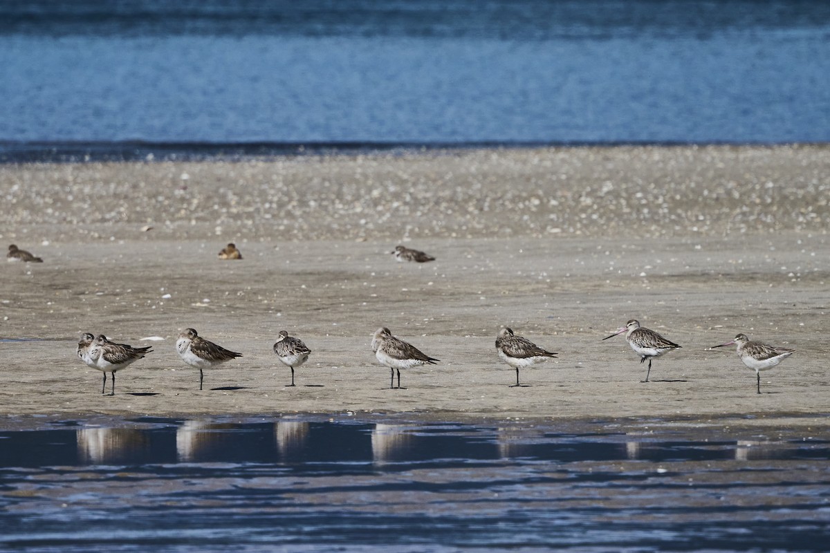 Bar-tailed Godwit - ML480579311