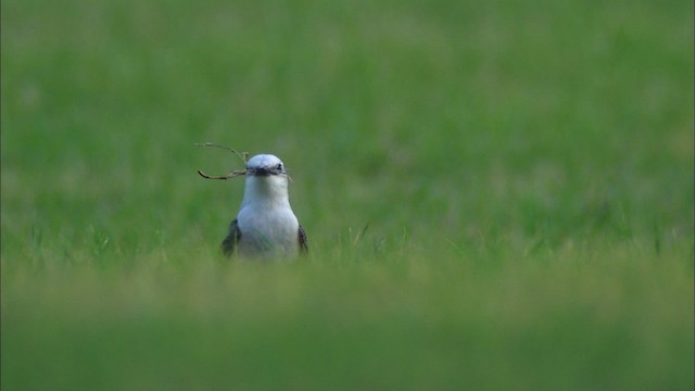 Scissor-tailed Flycatcher - ML480580