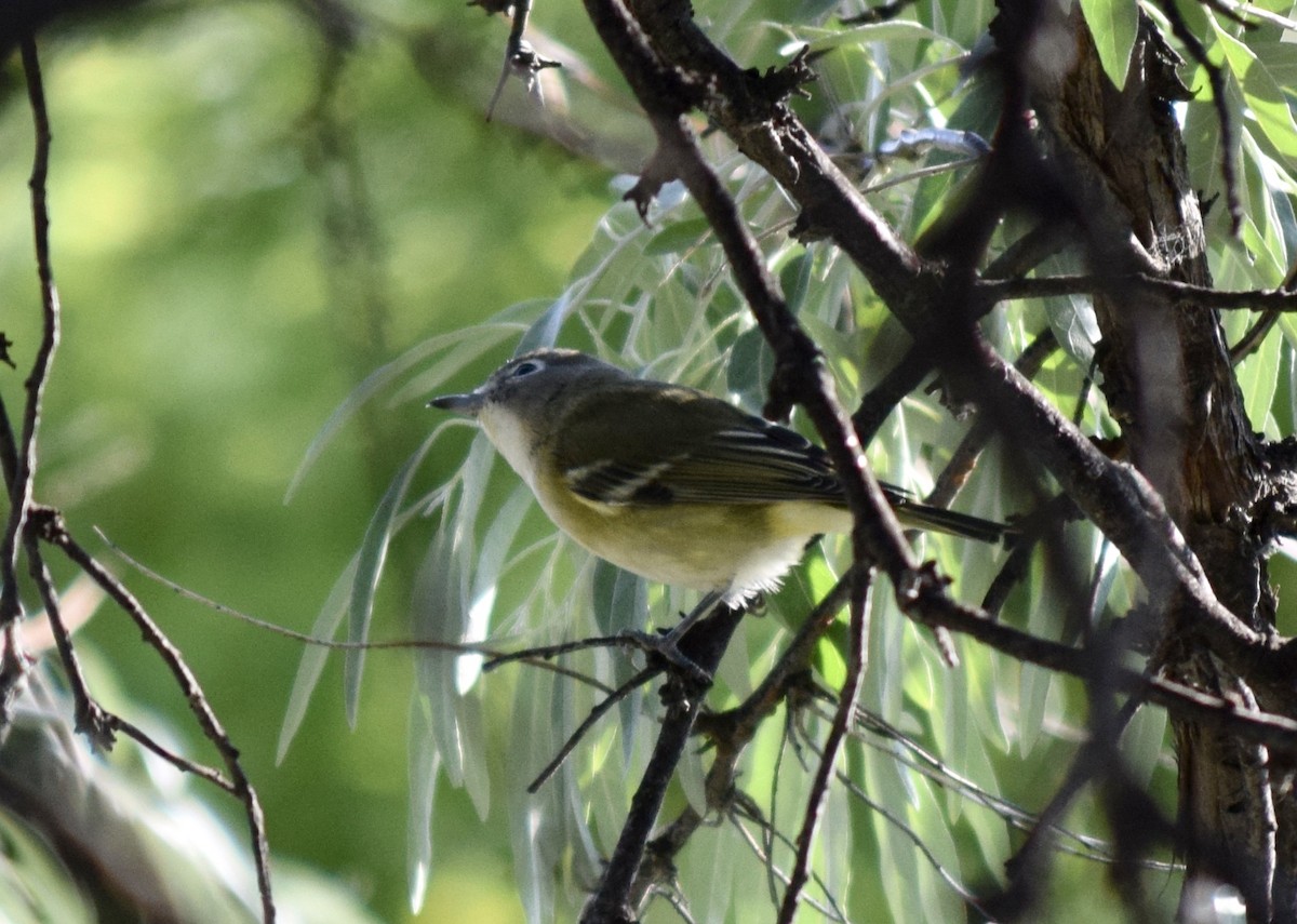 Vireo Solitario - ML480580471