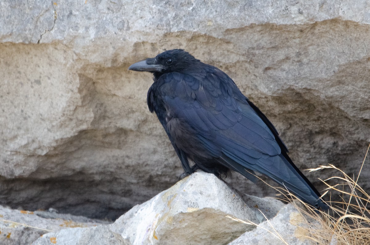 Carrion Crow - Johnathan Dadds