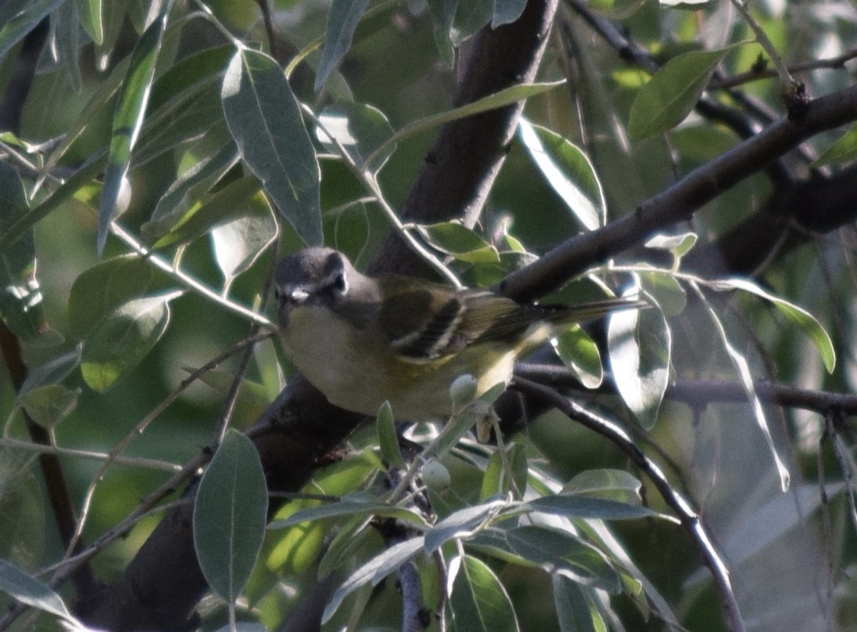 Mavi Başlı Vireo - ML480580721