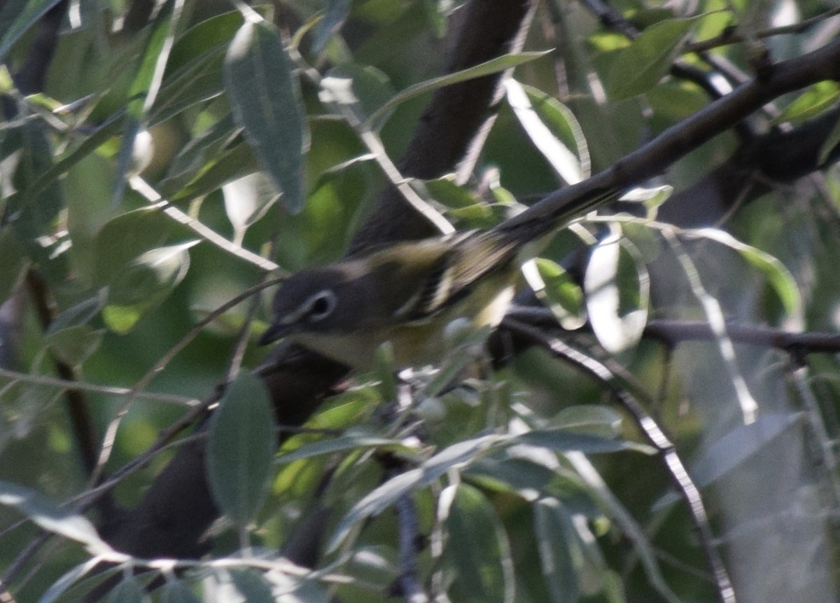 Vireo Solitario - ML480580731