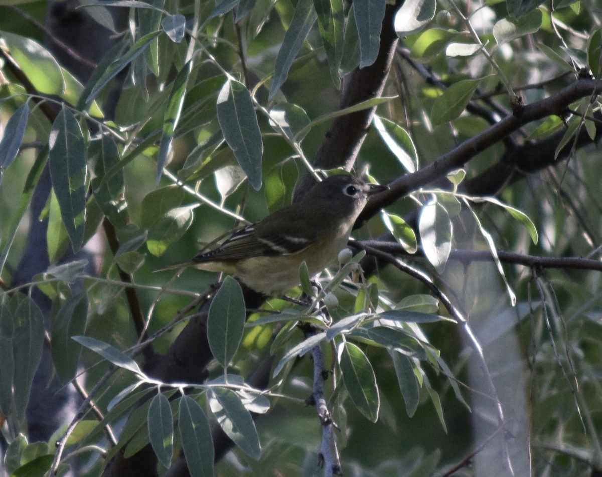 Vireo Solitario - ML480580741