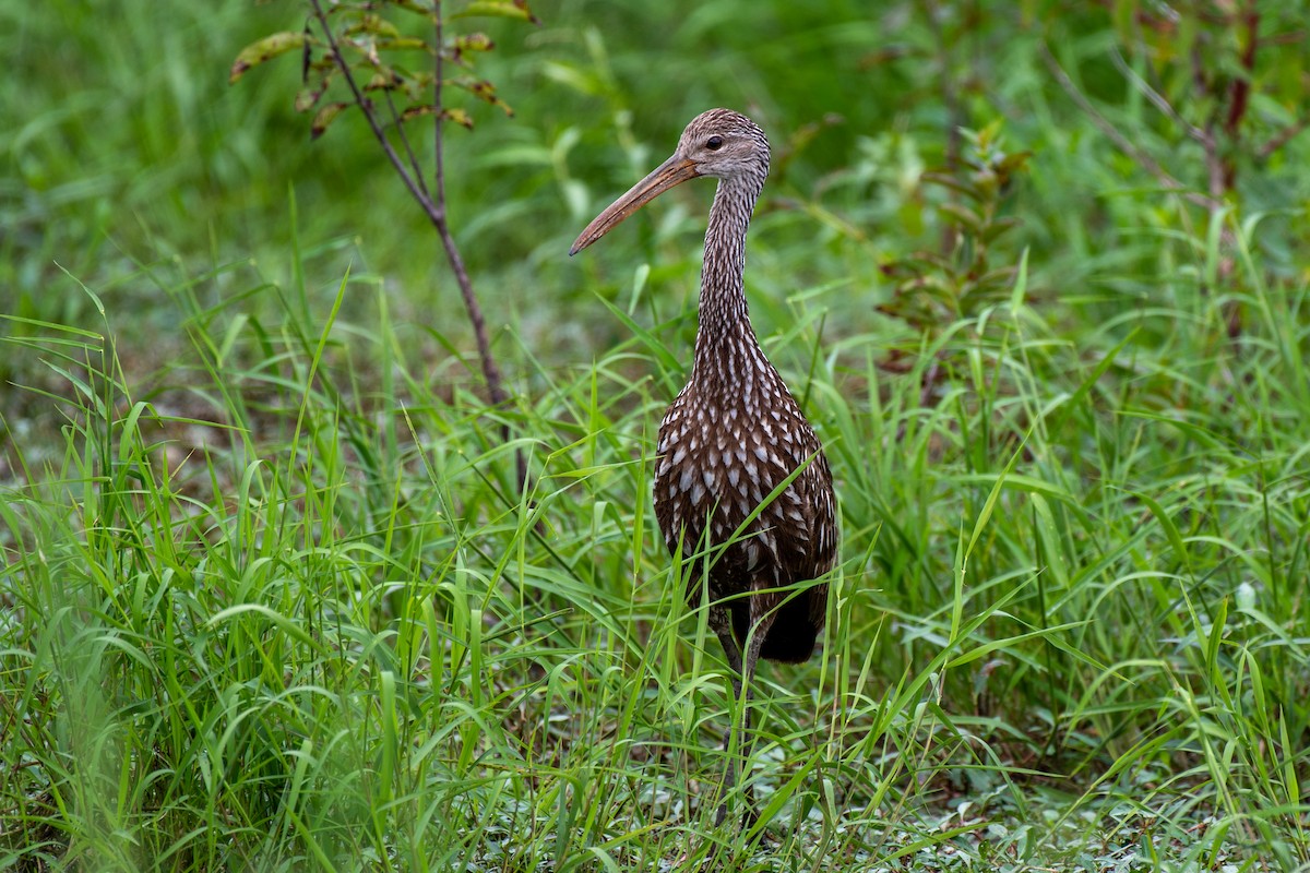 Limpkin - David Kirsch