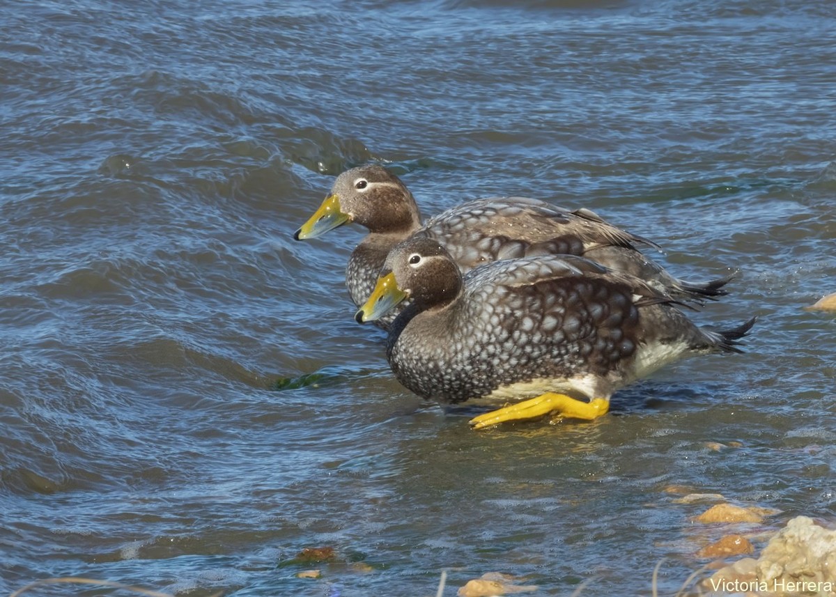 Flying Steamer-Duck - Victoria Herrera