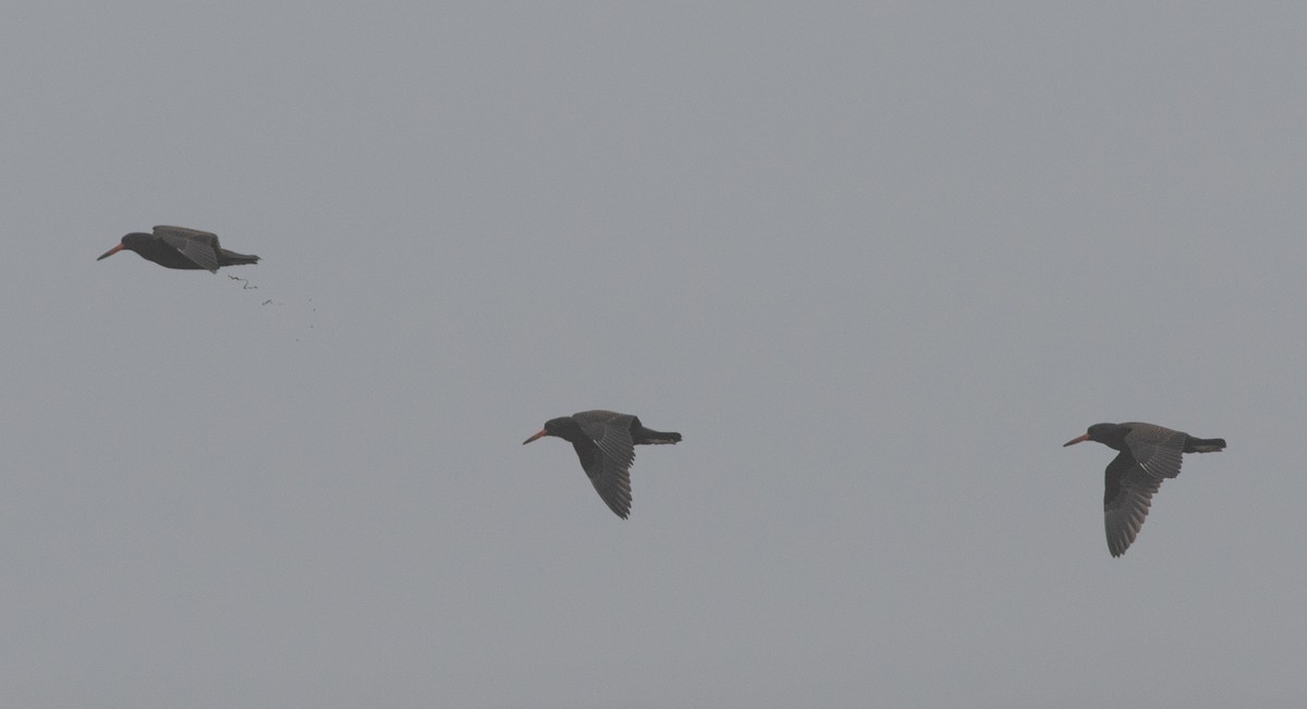 Black Oystercatcher - ML480584941