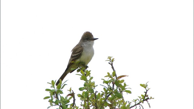 Ash-throated Flycatcher - ML480585