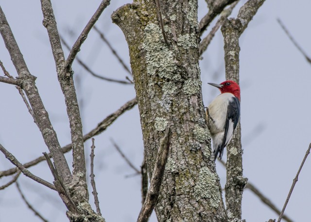 Pic à tête rouge - ML48058551