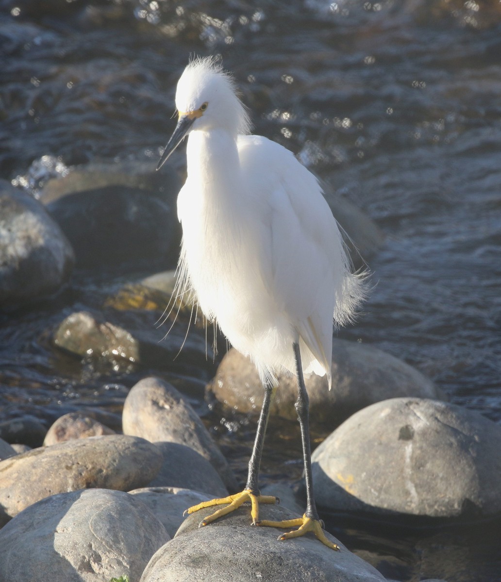 Aigrette neigeuse - ML480586181