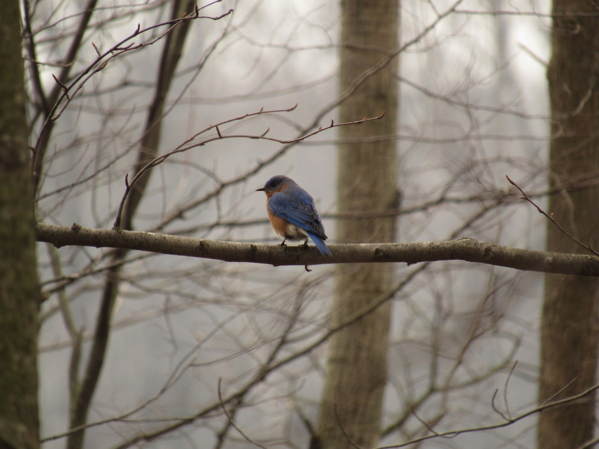 Eastern Bluebird - ML48058831
