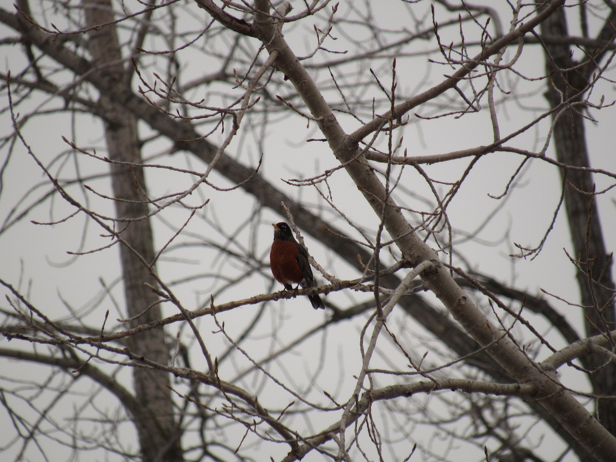 American Robin - ML48058911