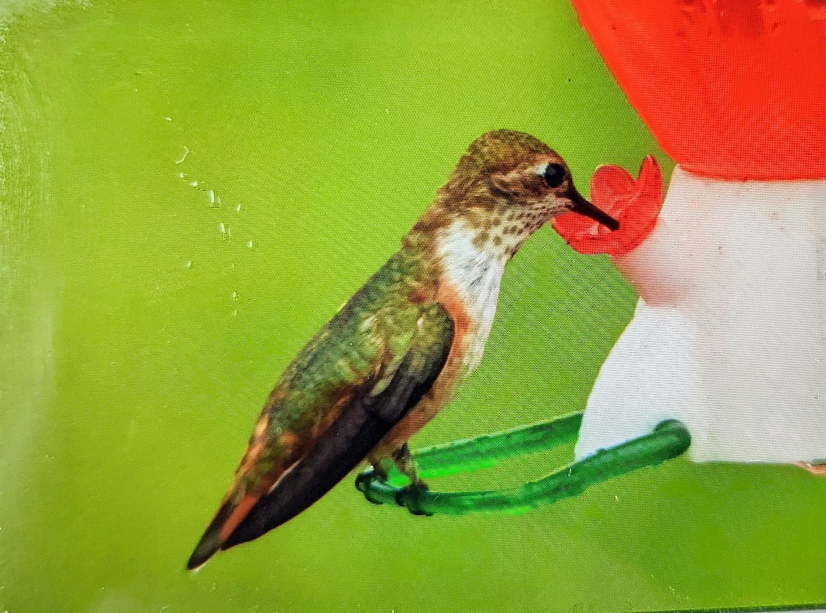 Rufous Hummingbird - ML480589191