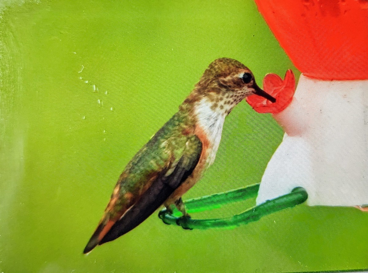 Colibrí Rufo - ML480589191