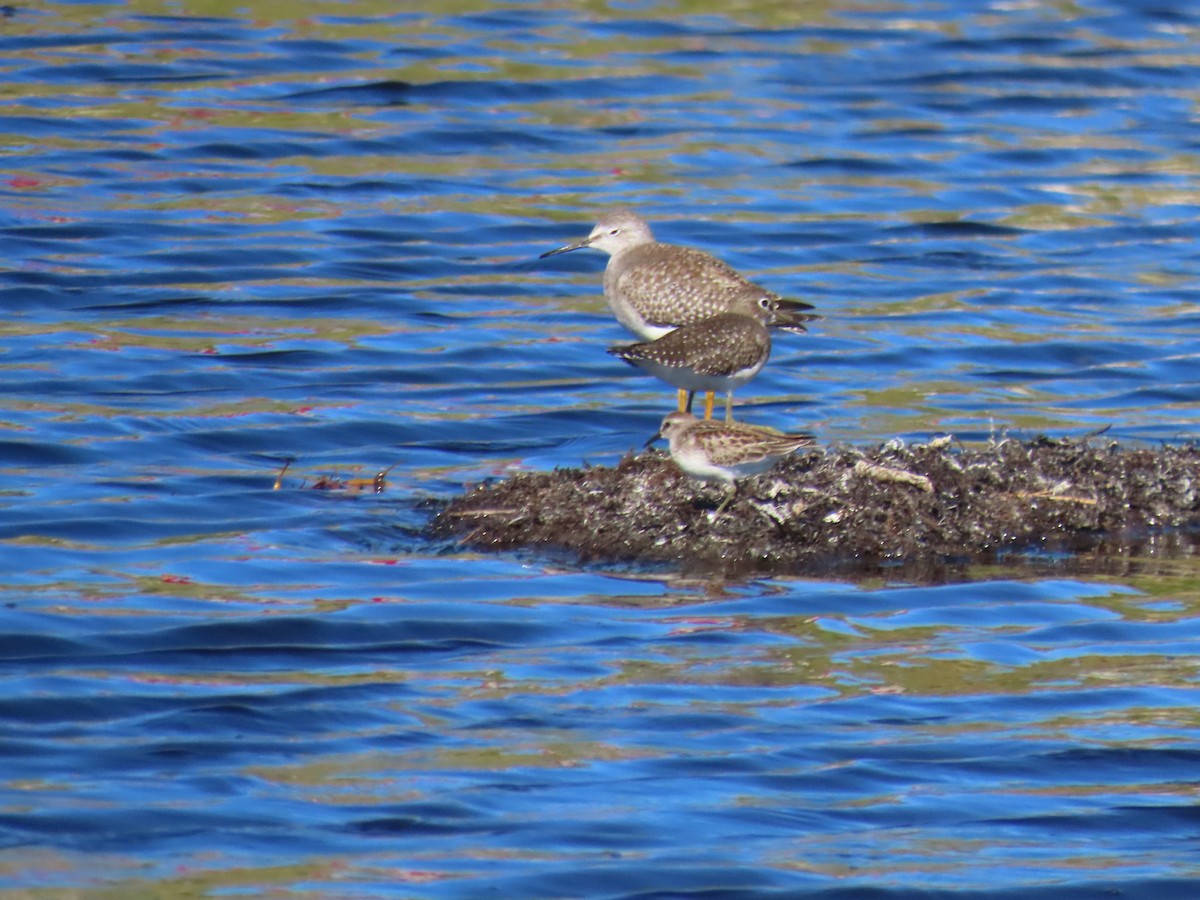 Least Sandpiper - ML480589561