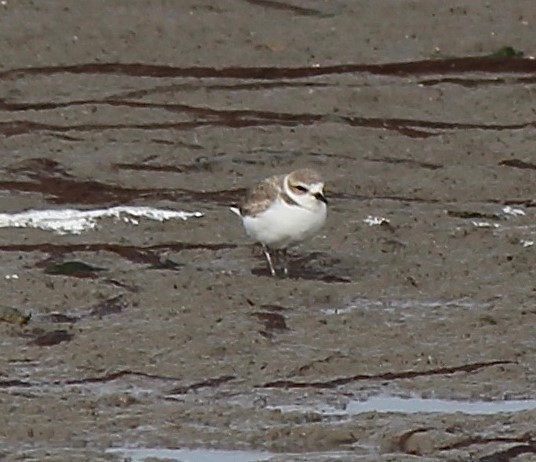 Snowy Plover - ML480589741