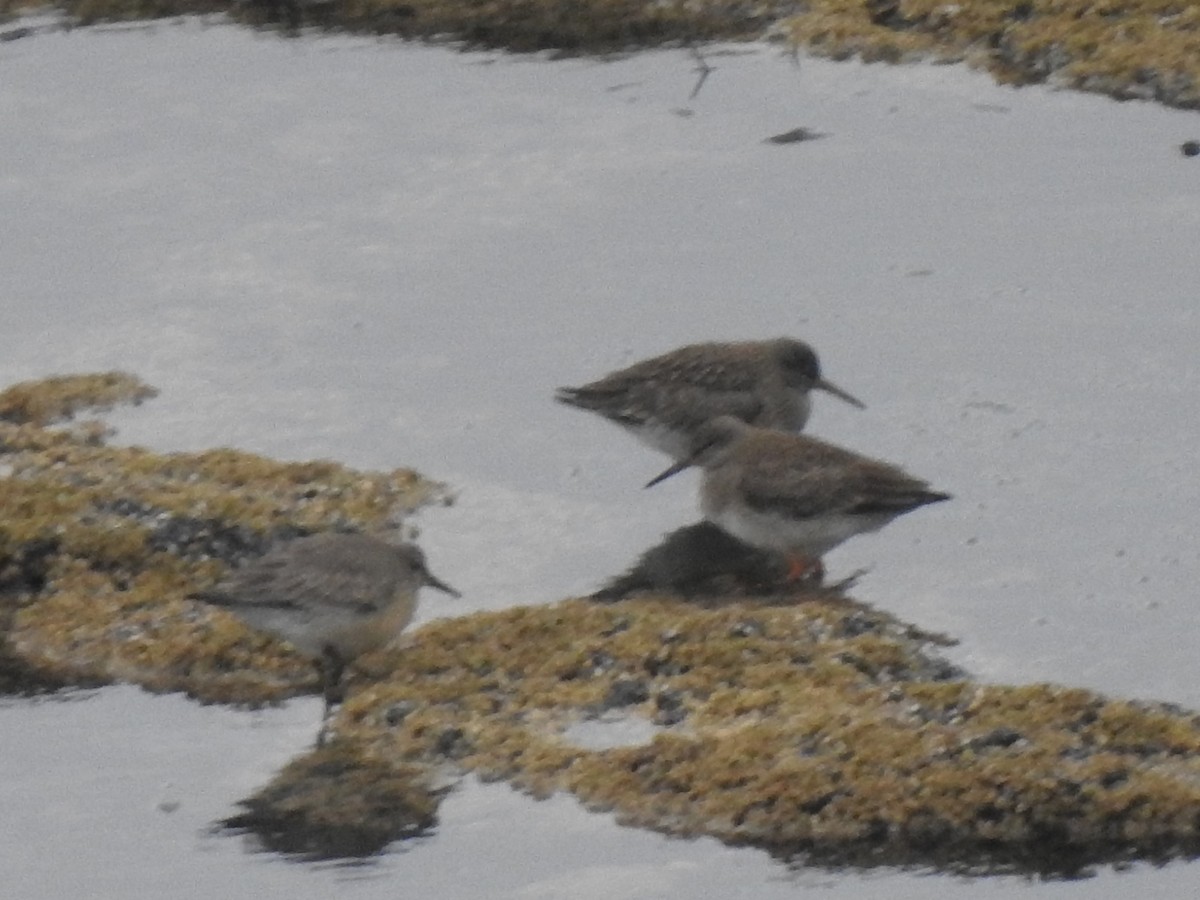 Purple Sandpiper - ML480590961