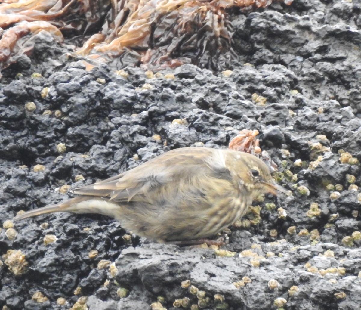 Rock Pipit - ML480591081