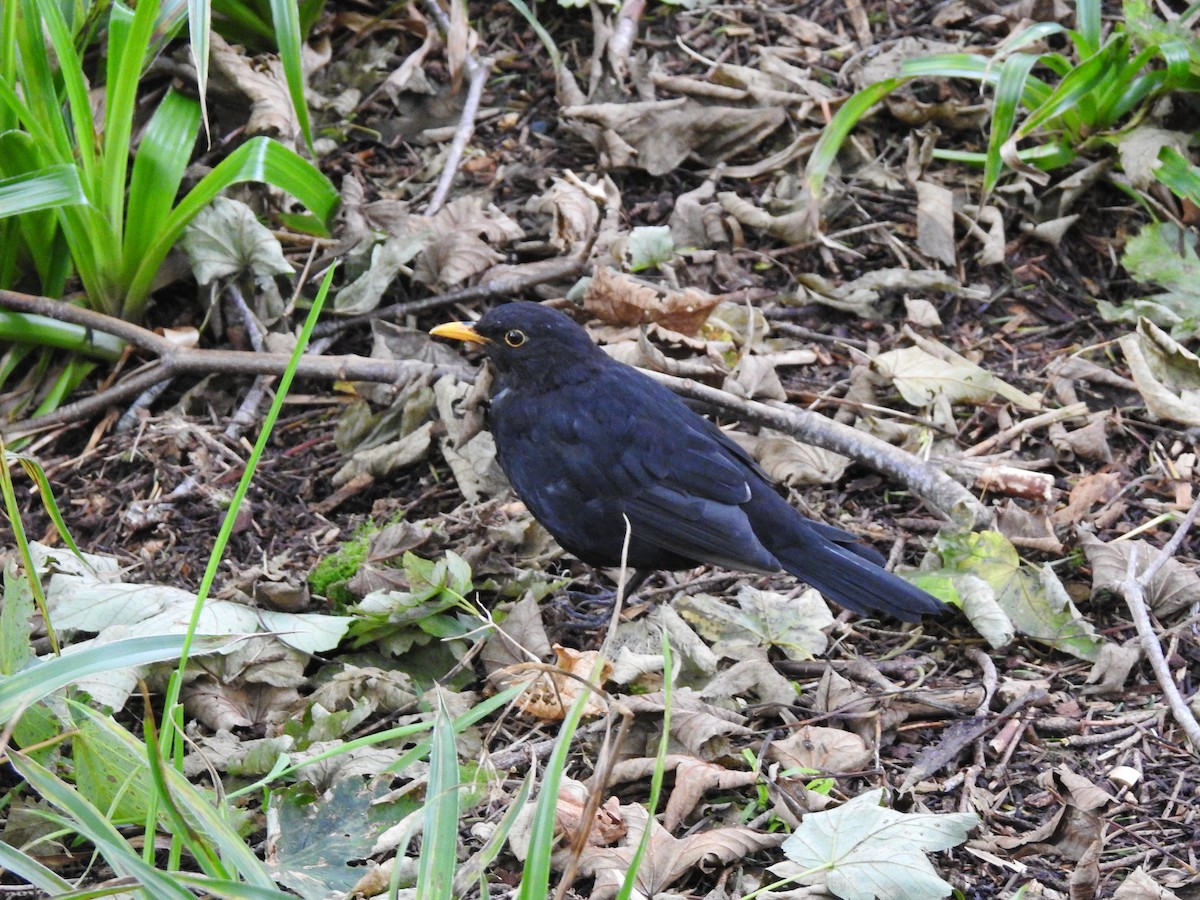 Eurasian Blackbird - Lucy Jacobson