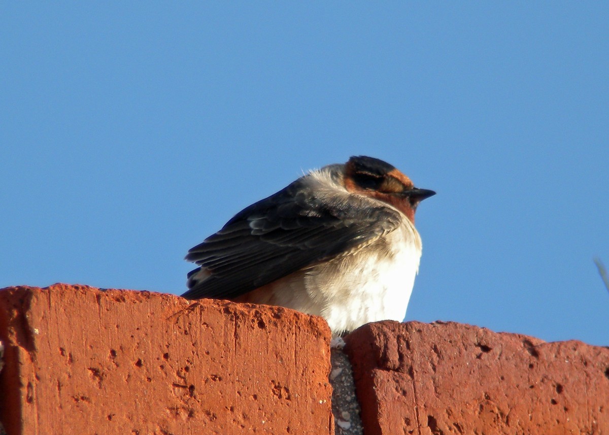 Cave Swallow - ML480592891