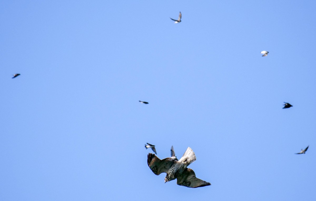 Tree Swallow - ML480594611