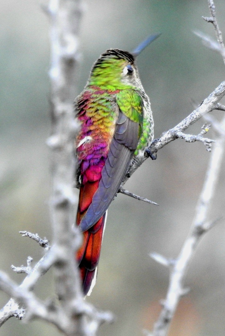 Red-tailed Comet - ML480594831