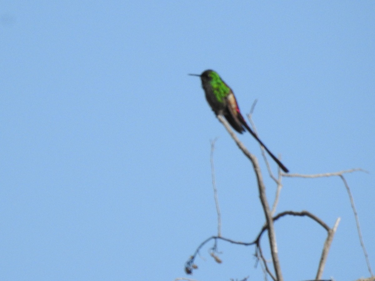 Red-tailed Comet - ML480594841