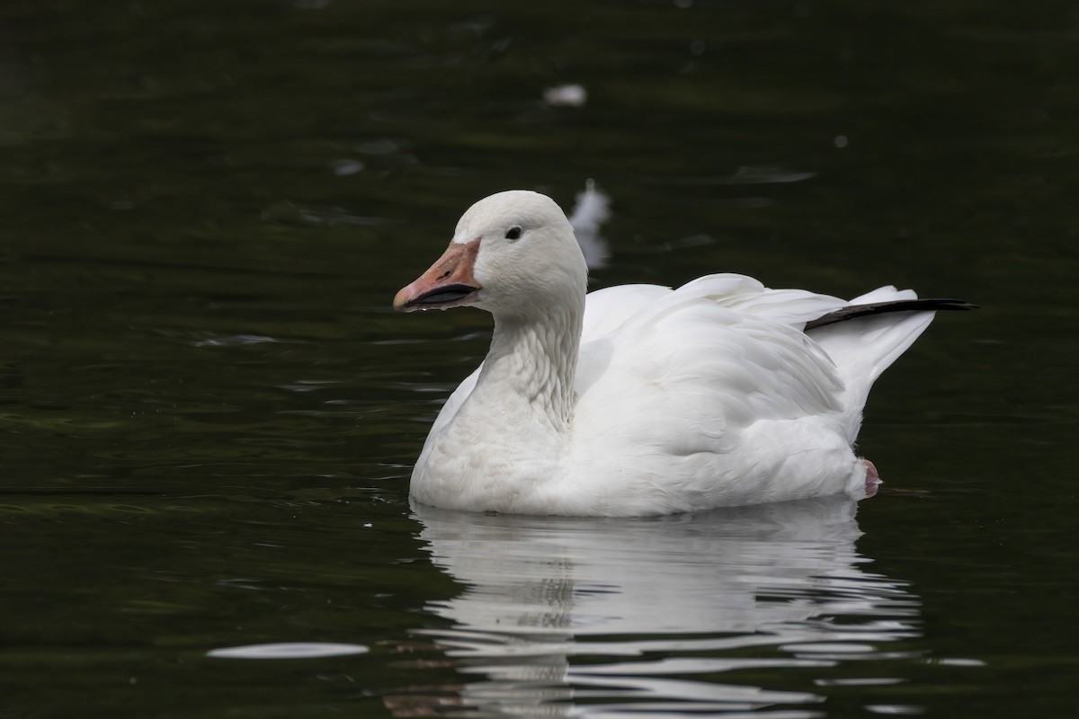 Snow Goose - ML480595431