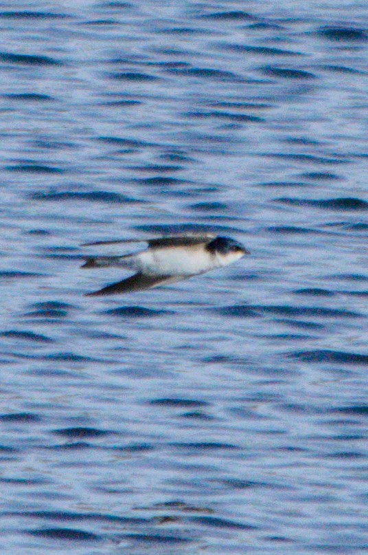 White-rumped/Chilean Swallow - ML480595631