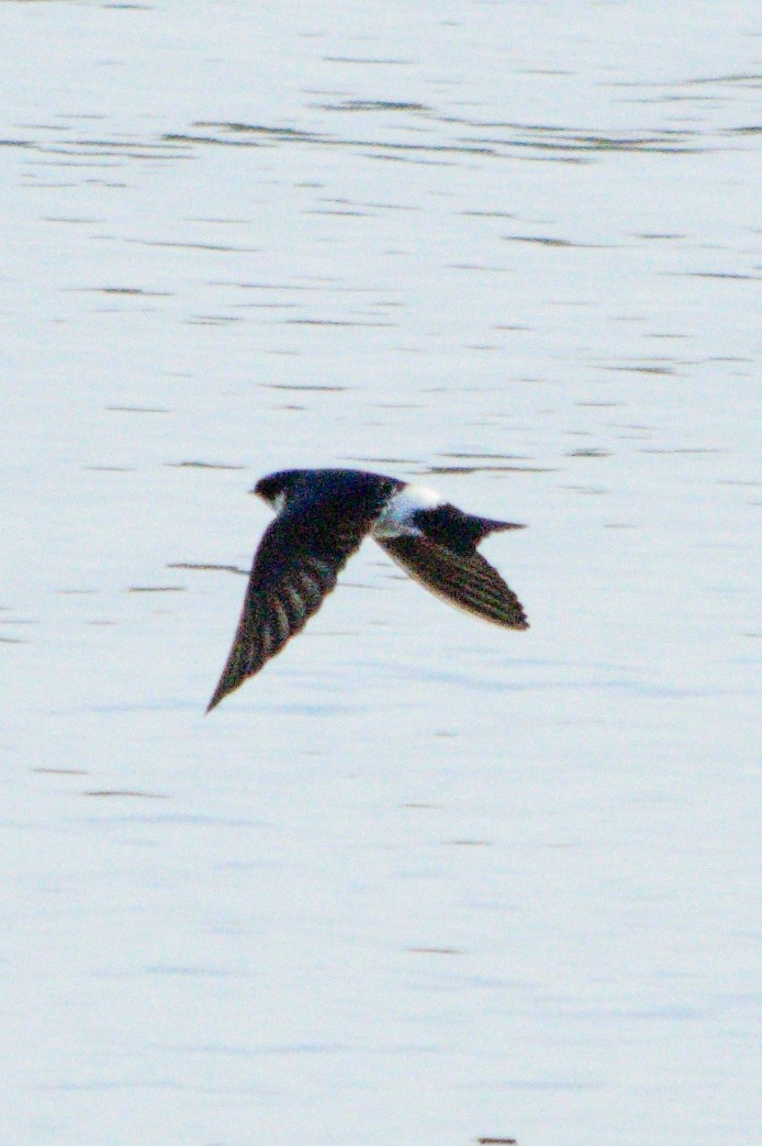 White-rumped/Chilean Swallow - ML480595961