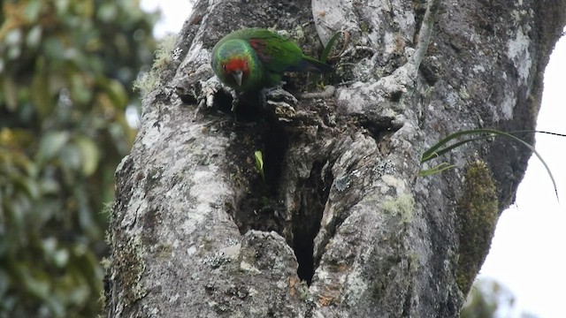 ホオアカインコ - ML480597151