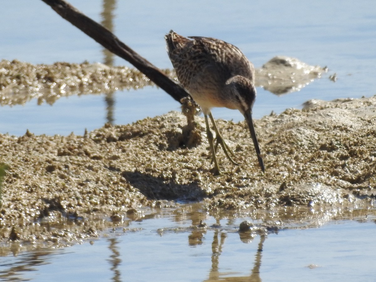 Short-billed Dowitcher - ML480597591