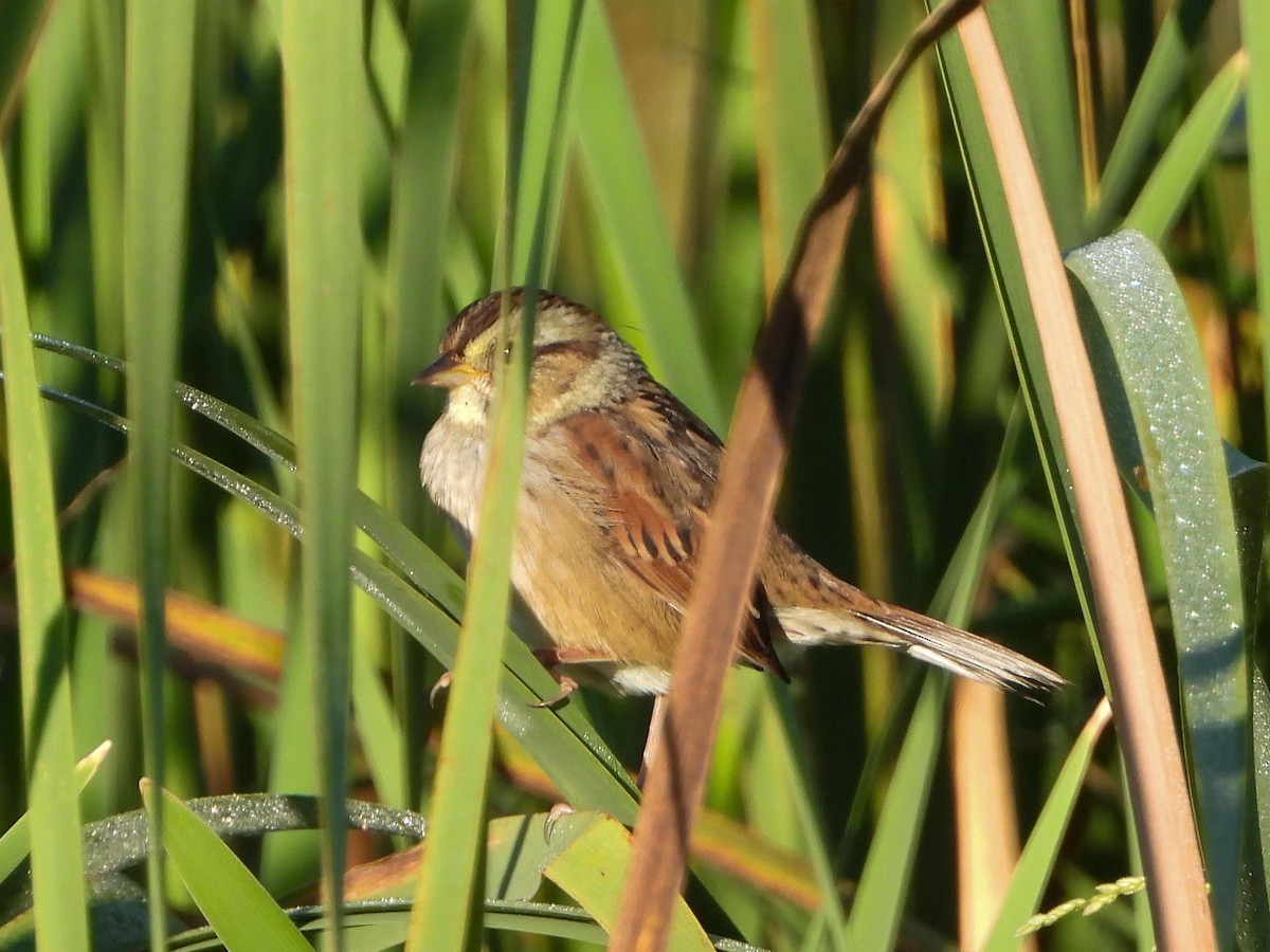 Swamp Sparrow - ML480598121