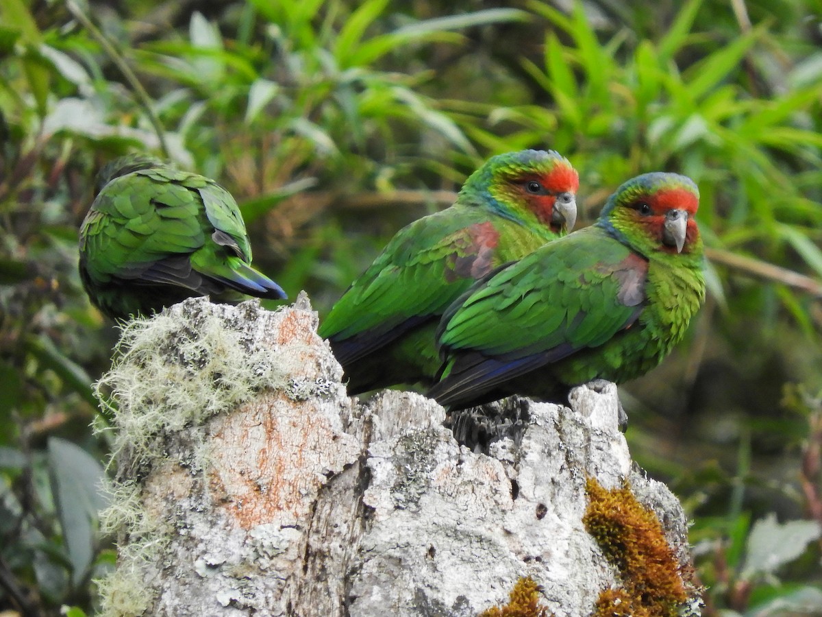 Red-faced Parrot - ML480598141