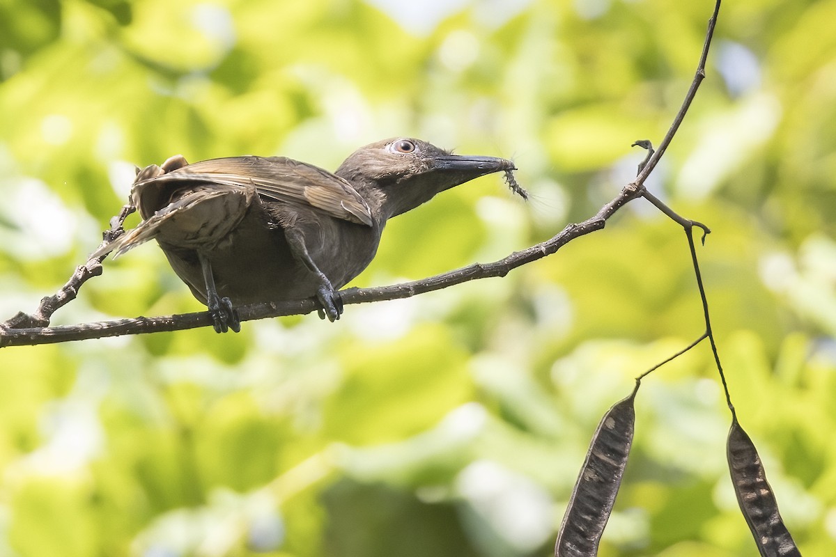 Halmahera Oriole - Robert Lockett