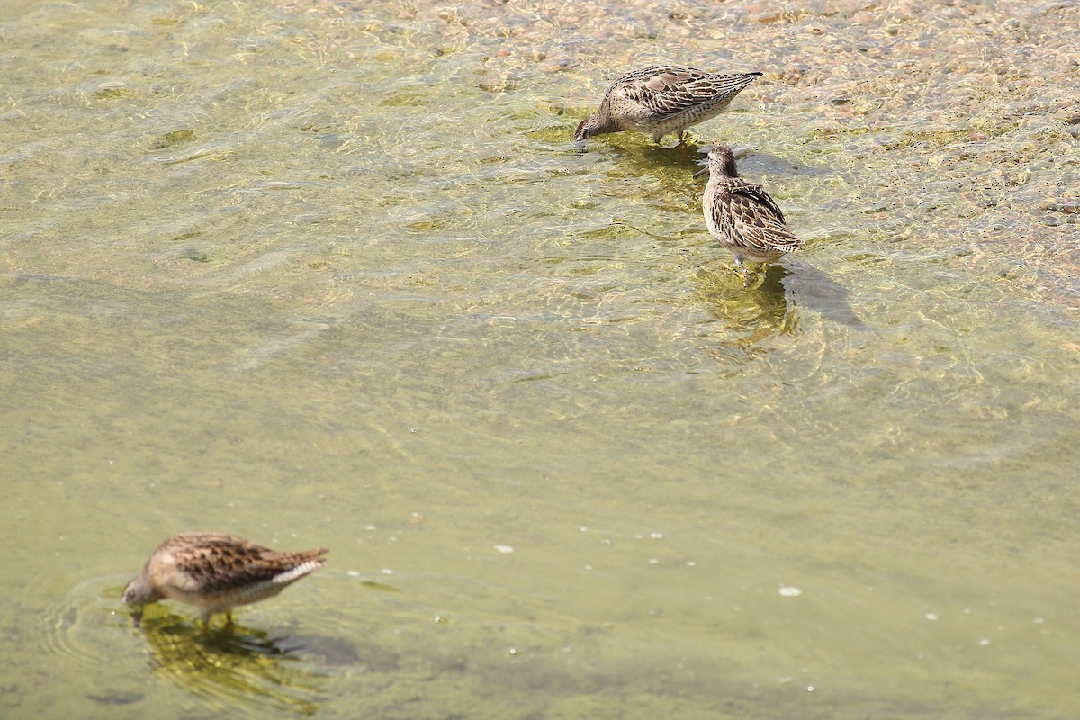 Short-billed Dowitcher - Daniel Mitev