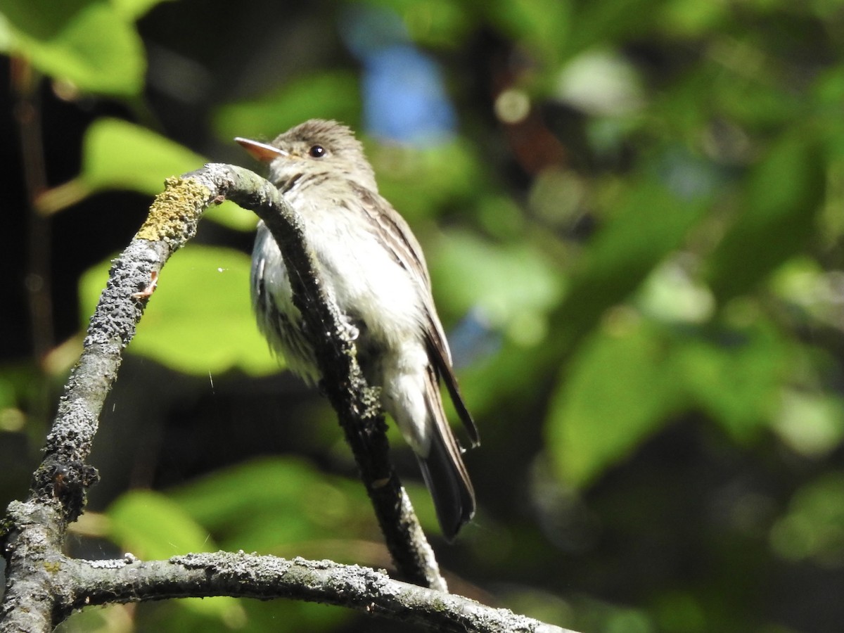 Eastern Wood-Pewee - ML480602951