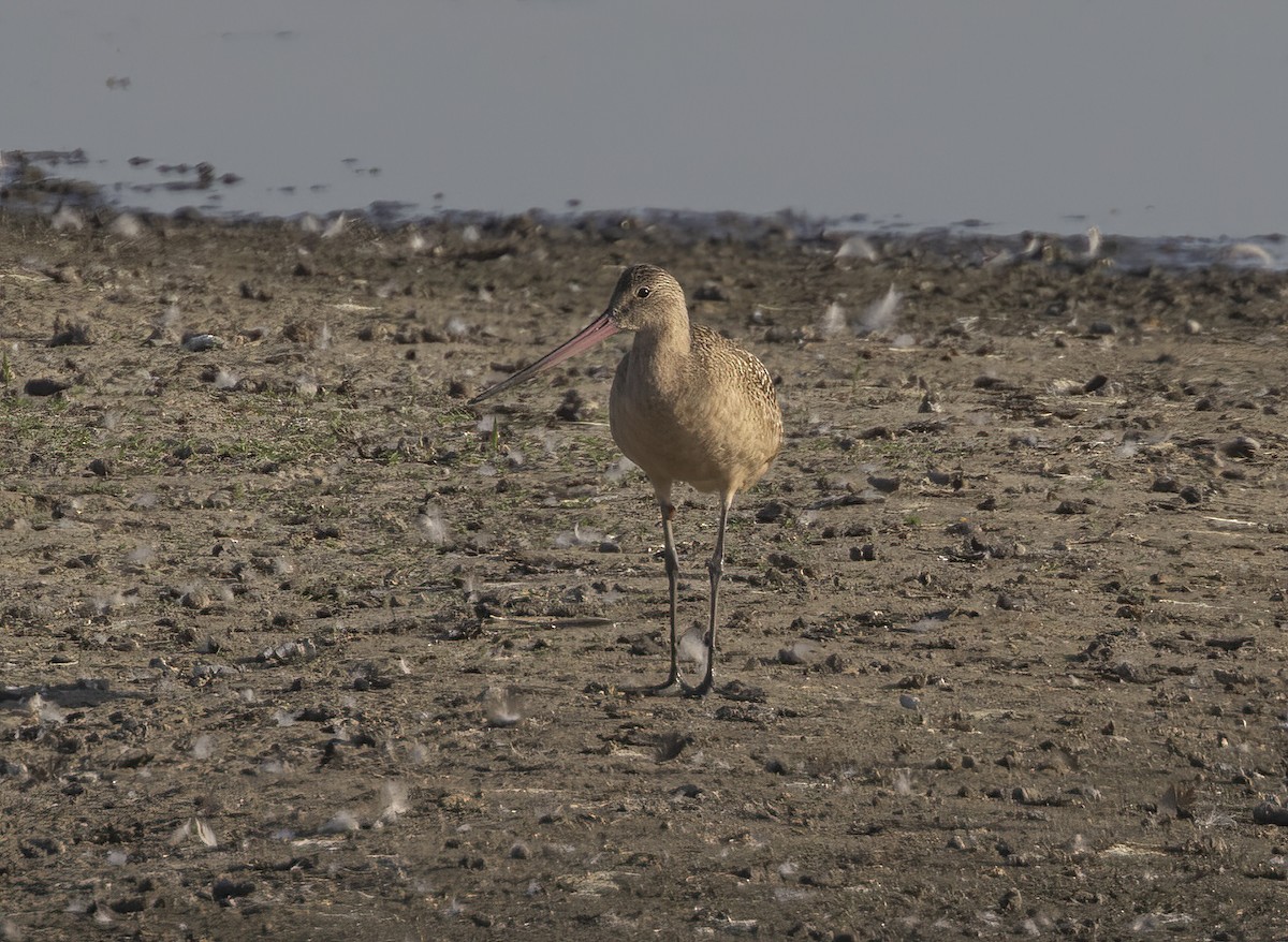 Marbled Godwit - ML480603221